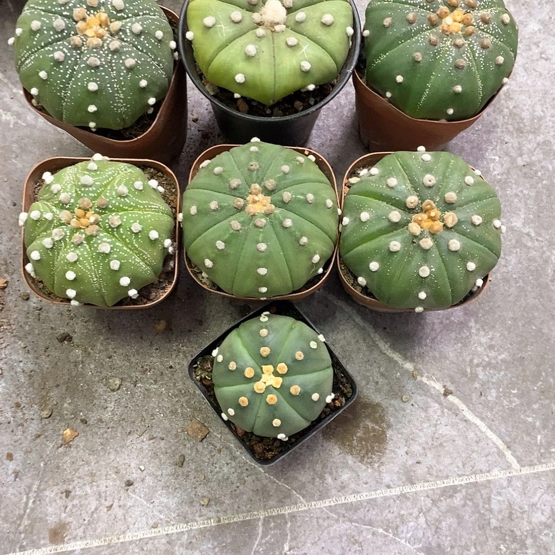 玩***玩一物一拍7棵仙人球