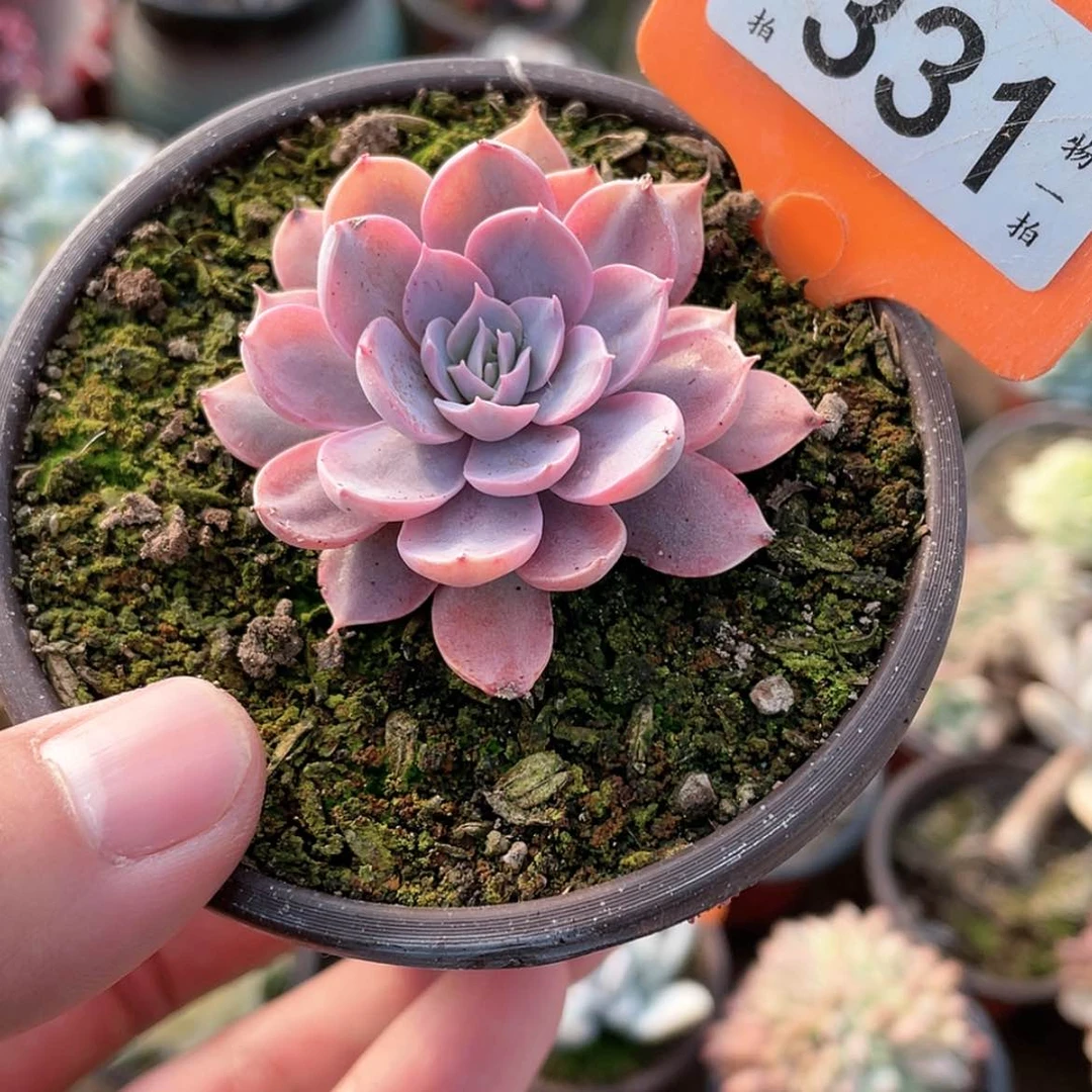 【闪购商品】331号