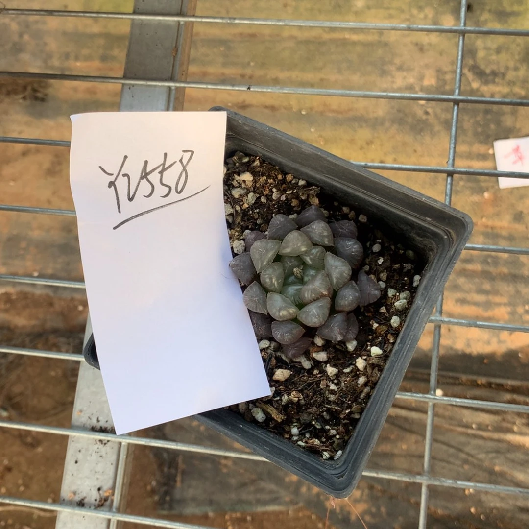 汤*「2558。 一颗玉露福利。