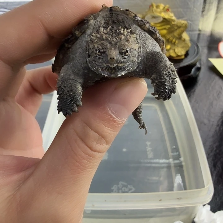 小鳄龟母不分公母，爆刺小亚成黑佛