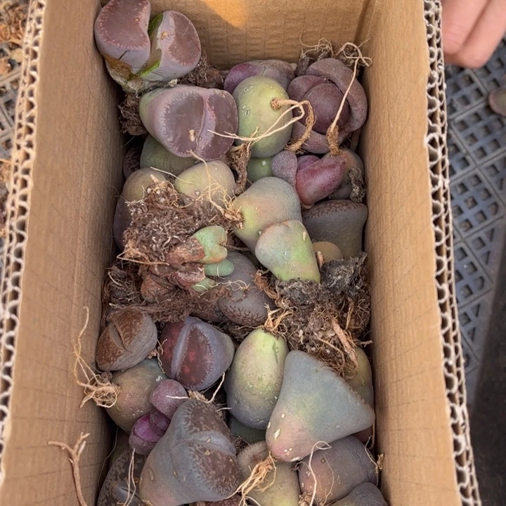 一箱母本888888888888