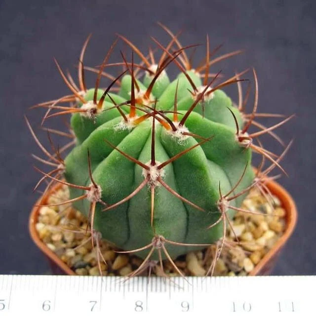 火焰龙狂刺仙人球防辐射办公室仙人球多肉植物盆栽花卉