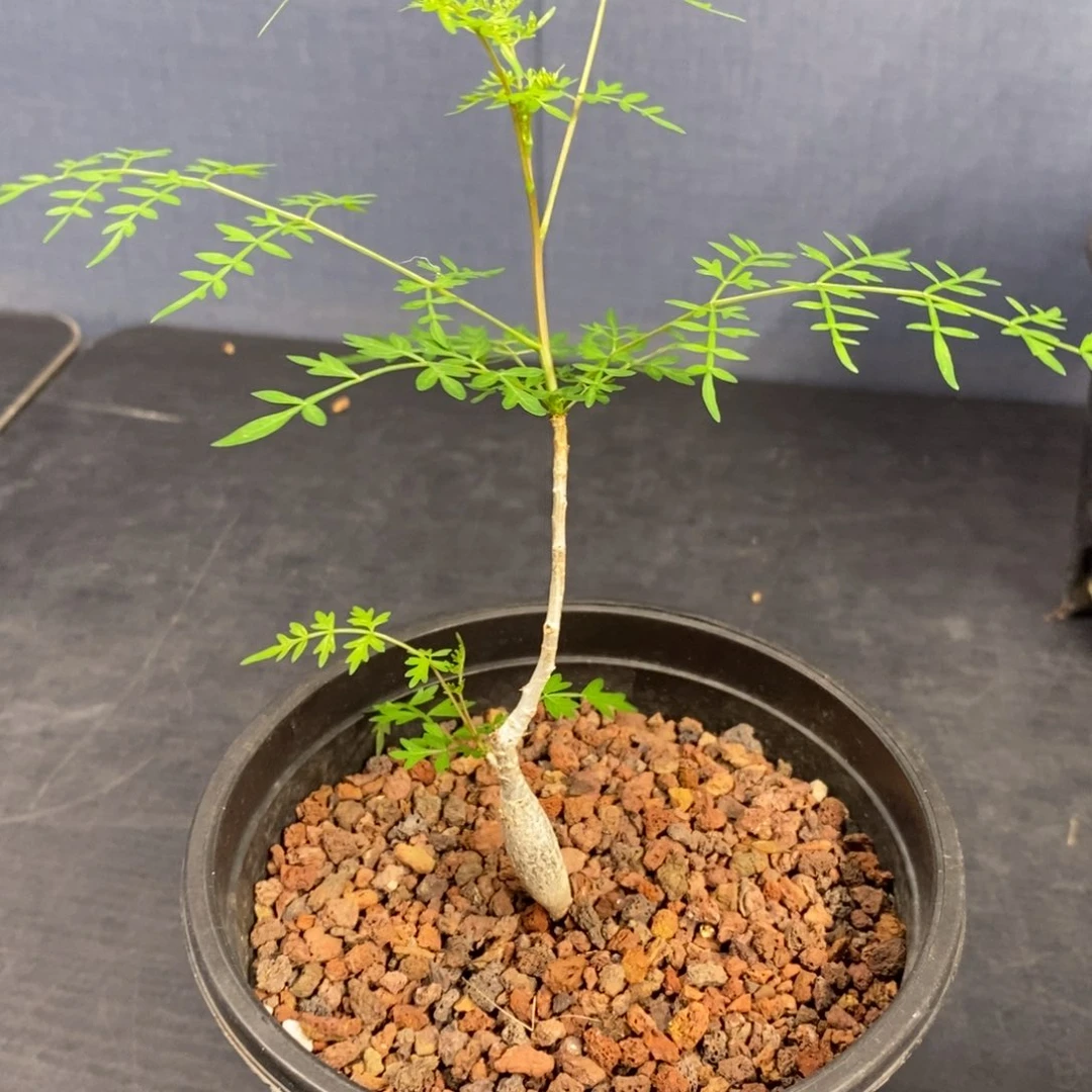 年***雀皮皮虾裂榄实生（碧皮纳特）