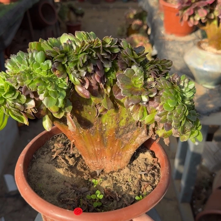 花月夜法师锦缀化10