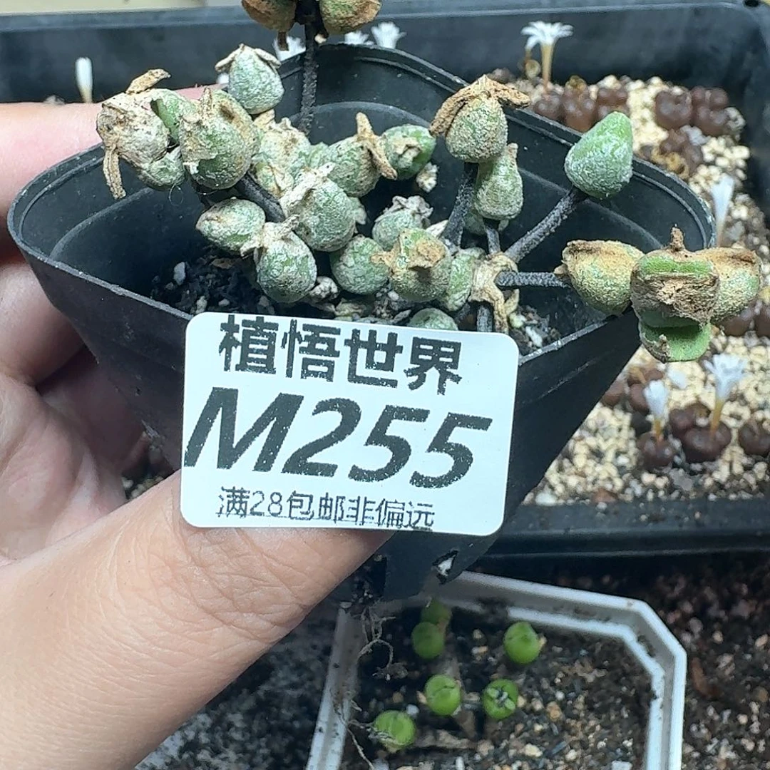 多肉植物的动作法vfv