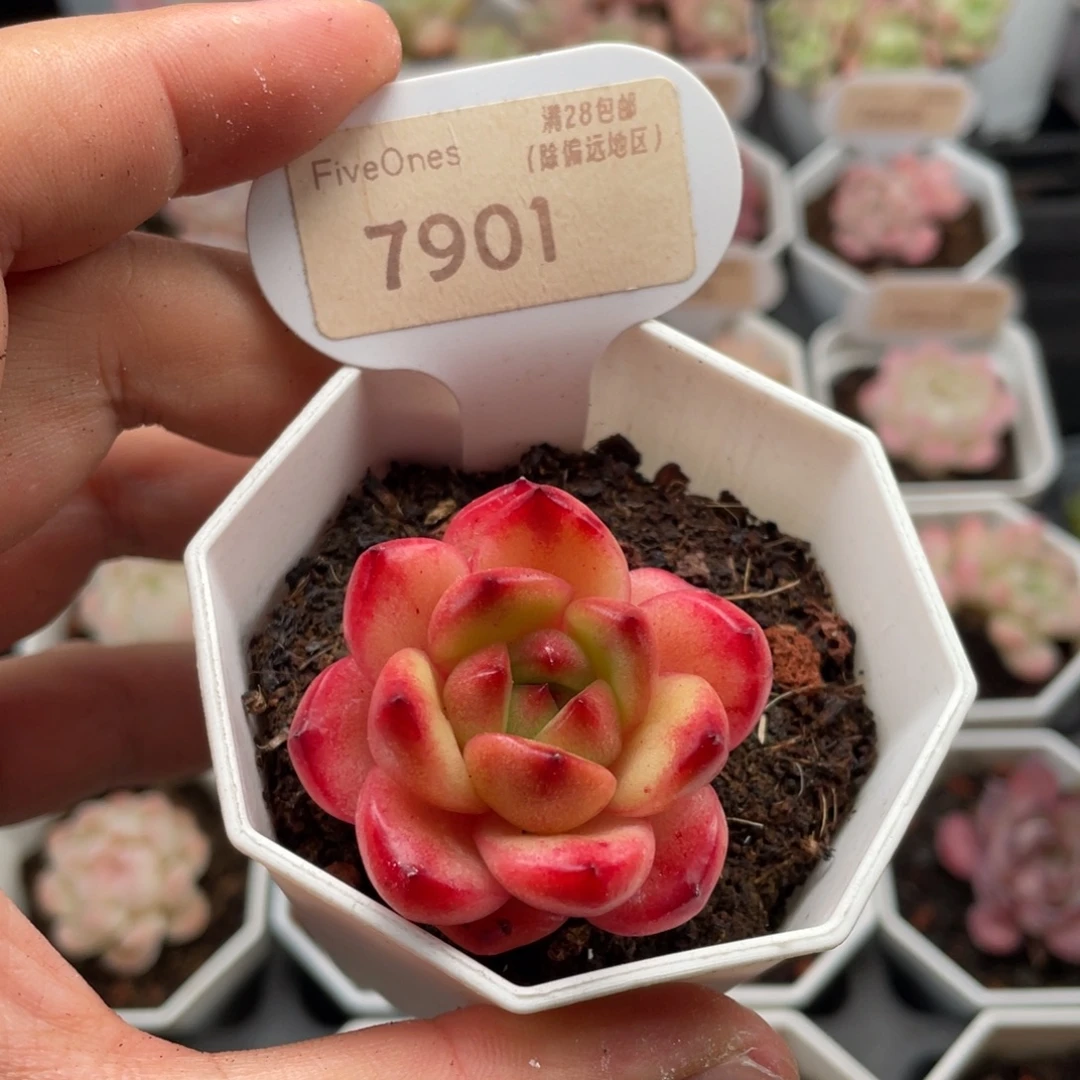 Tm单头7901-4厘米