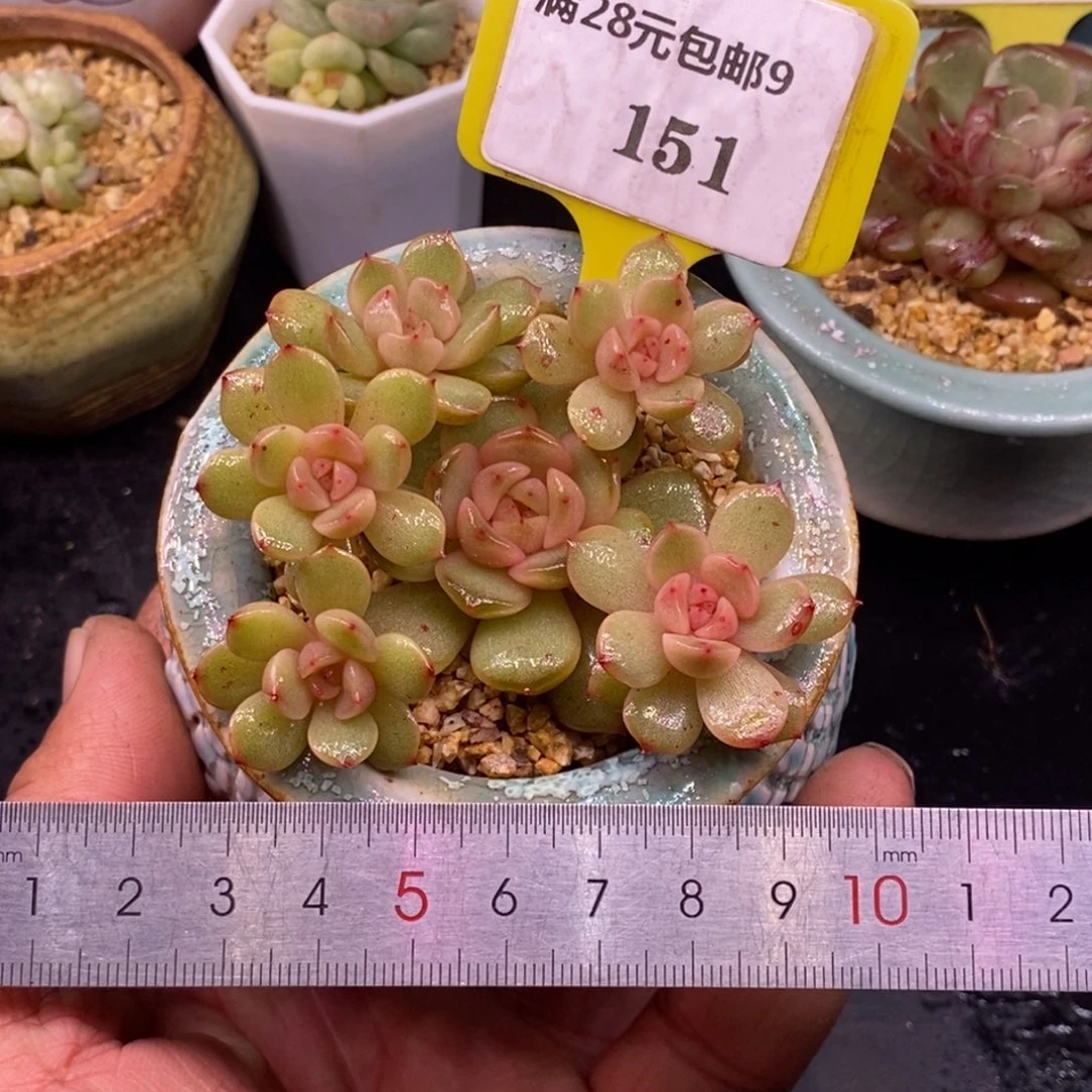 9151红恋手捧6头群…………多肉