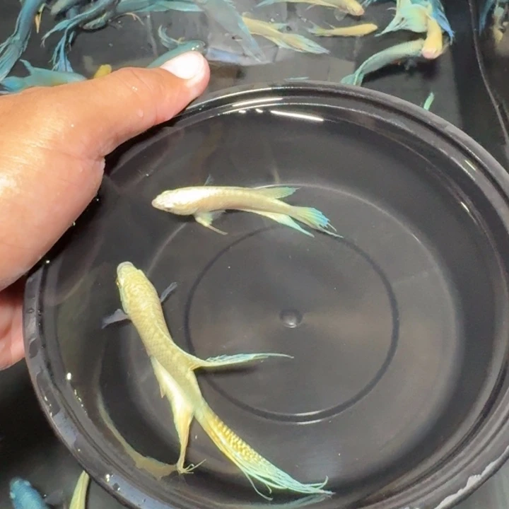 斗鱼直播间对图白蛇20