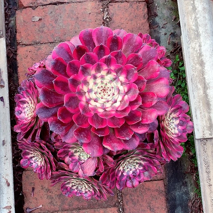 月蝉捧花，多肉植物