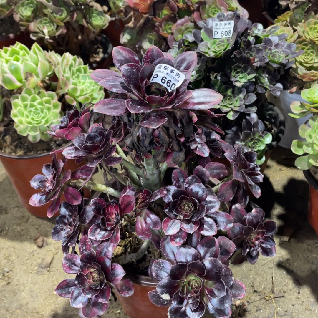 660花福蝶多肉法师断枝不包