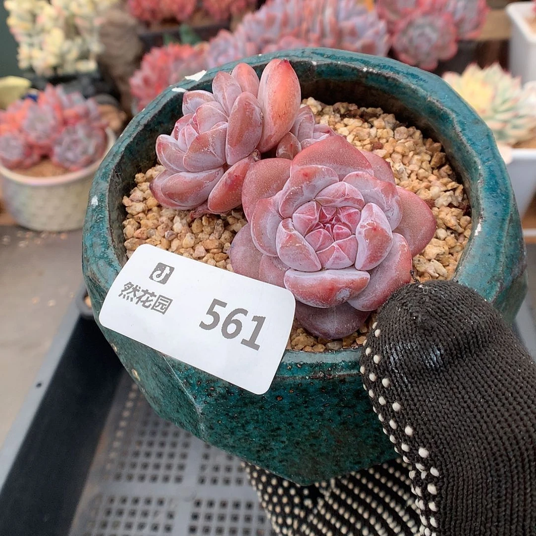 561星影多肉植物6666