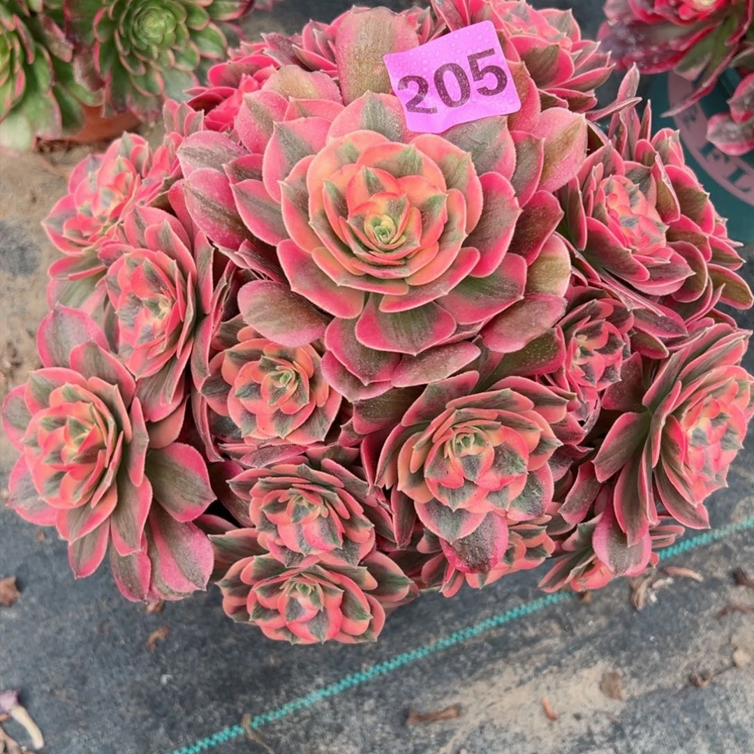 205粉女郎法师多肉植物