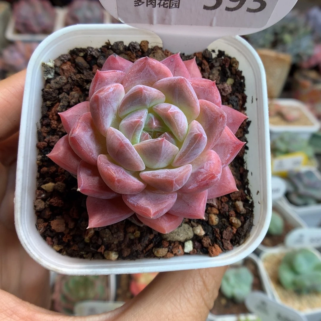 593粉体冰魄多肉植物