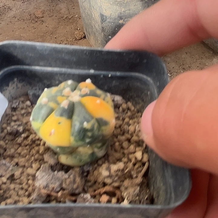 实生兜^_^^_^^_^^_^脱水了