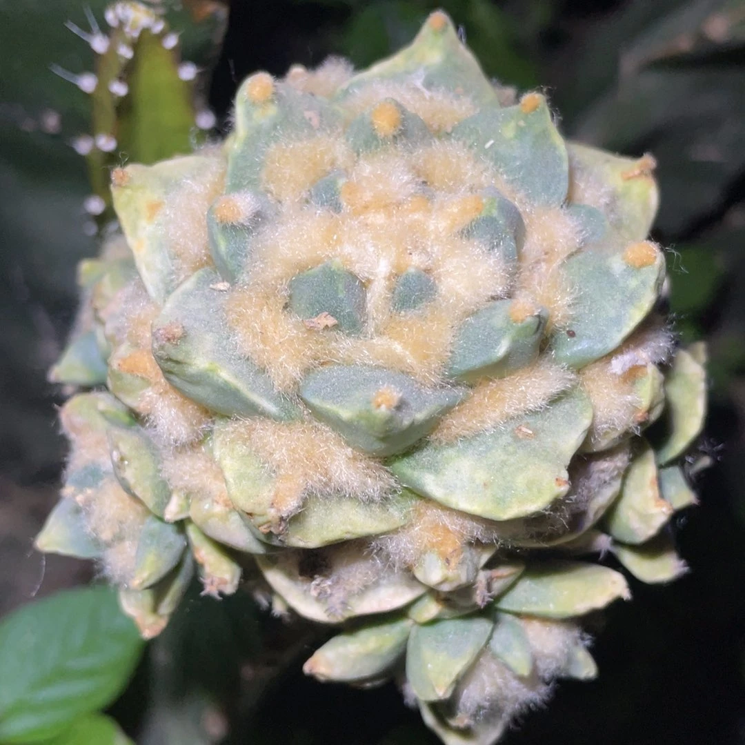 全部花朵青瓷龙角牡丹锦群体947