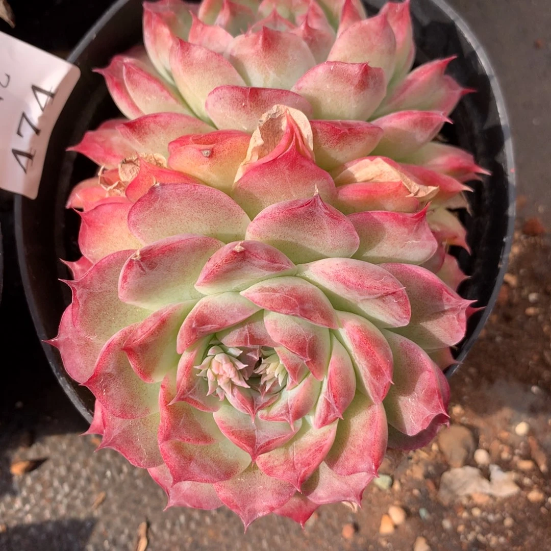 474新年快乐发发发