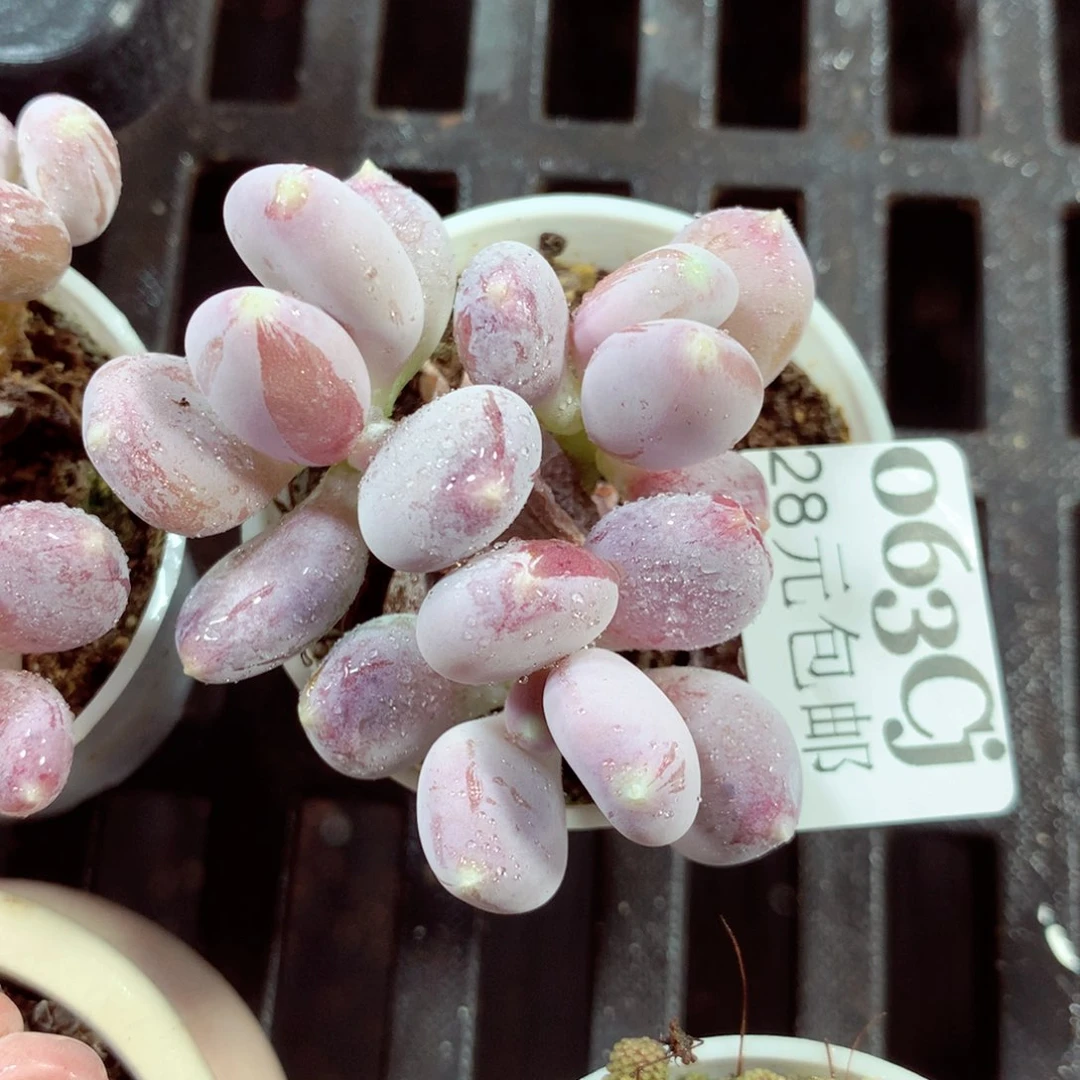 5厘米盆精控多肉063