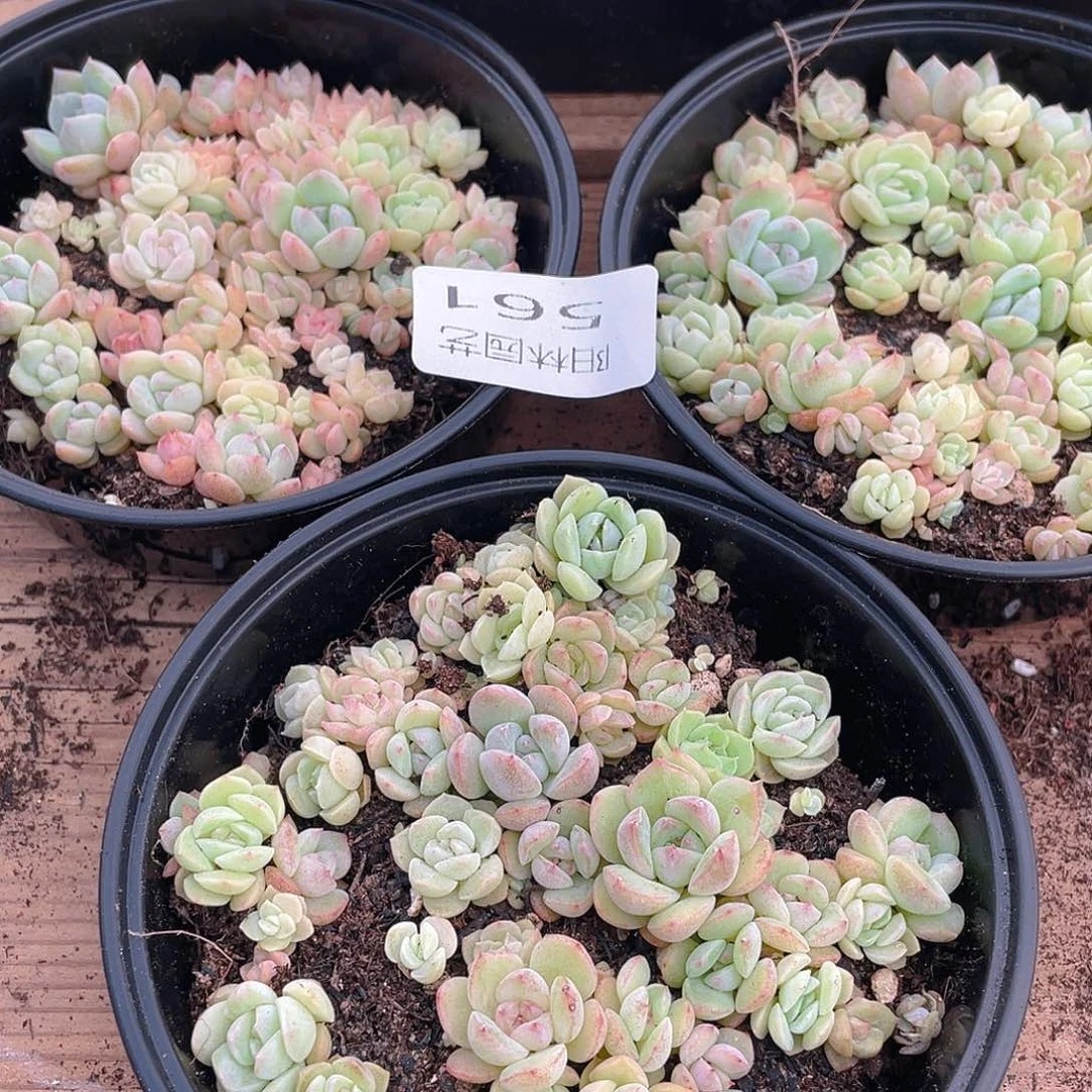 布***辣多肉植物多肉植物561