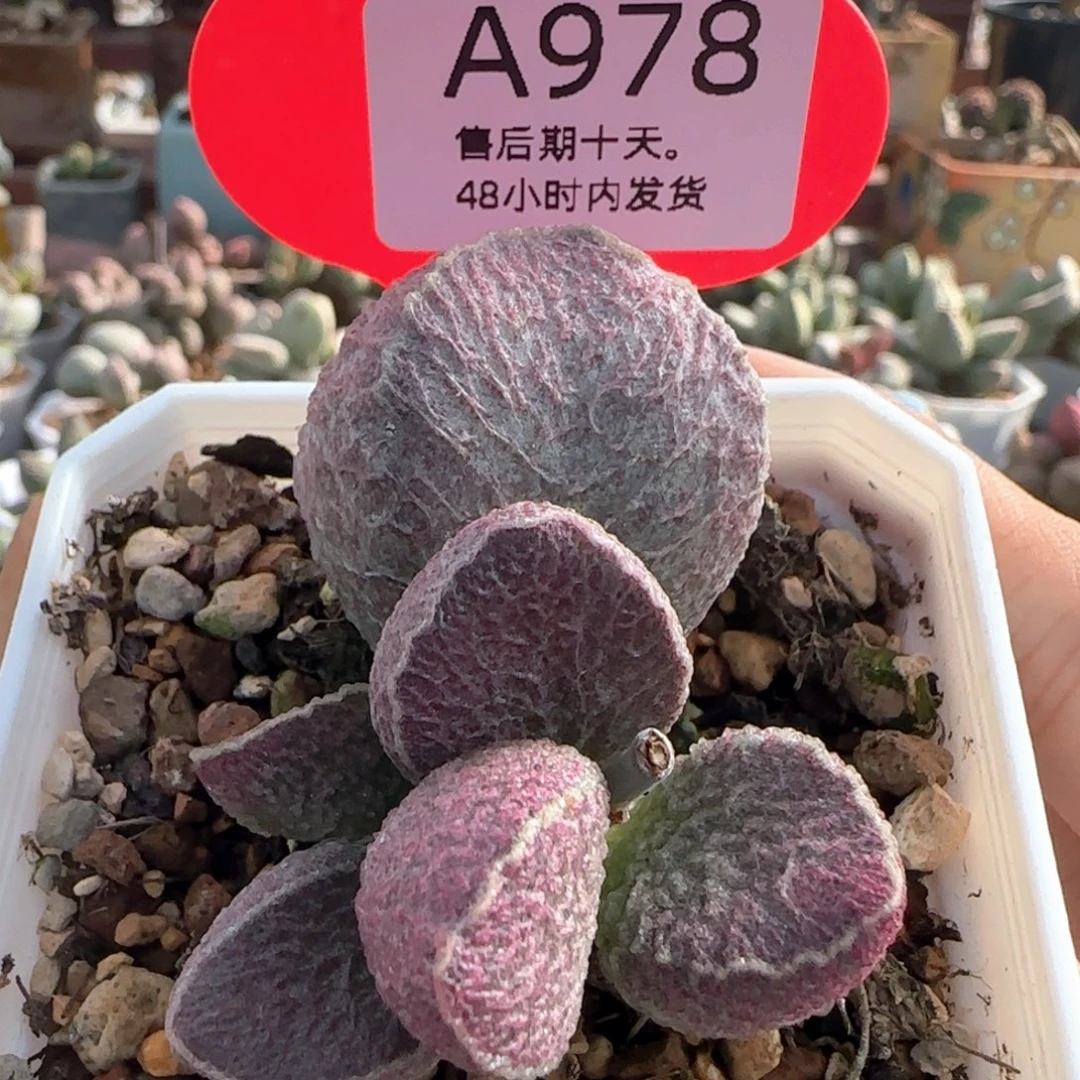 哈默猪肝。     978。
