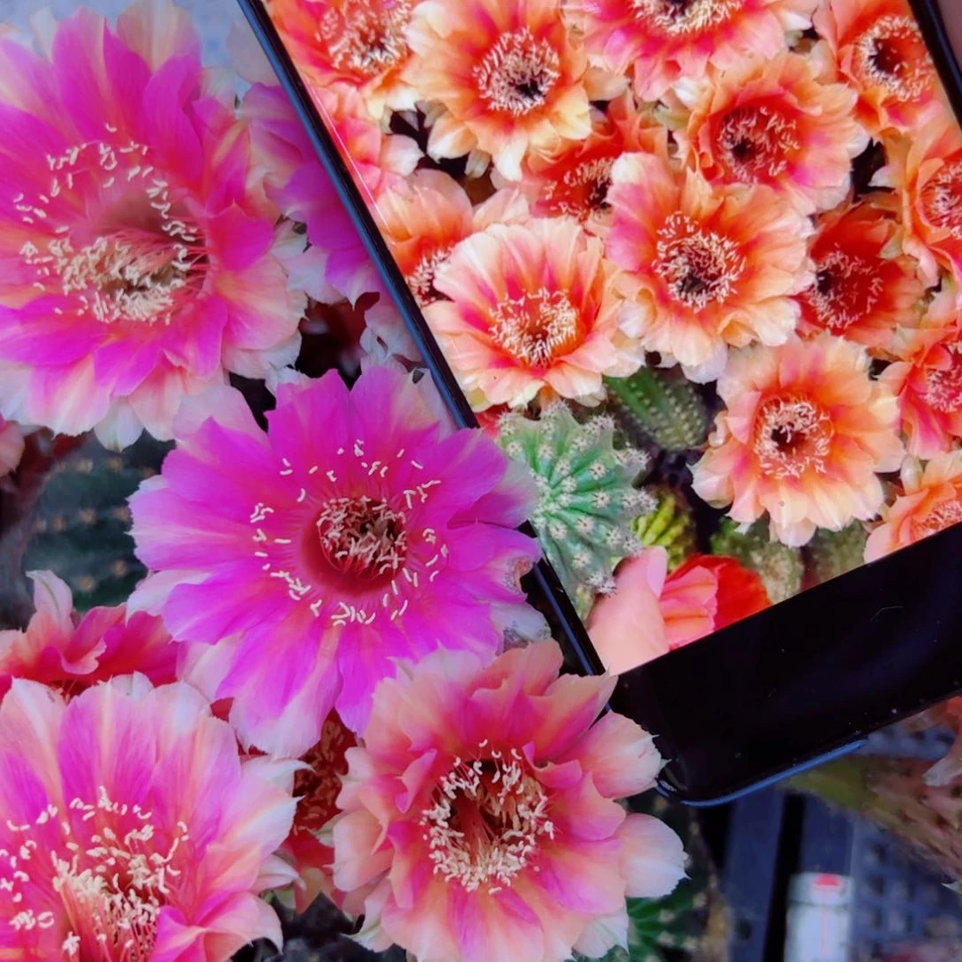 下39金刚13 歪无根侧芽4公分左右20包邮