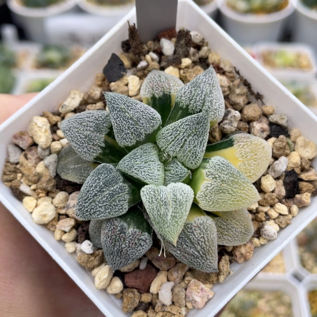 8 萩原磨面寿锦 小蔡的菜园