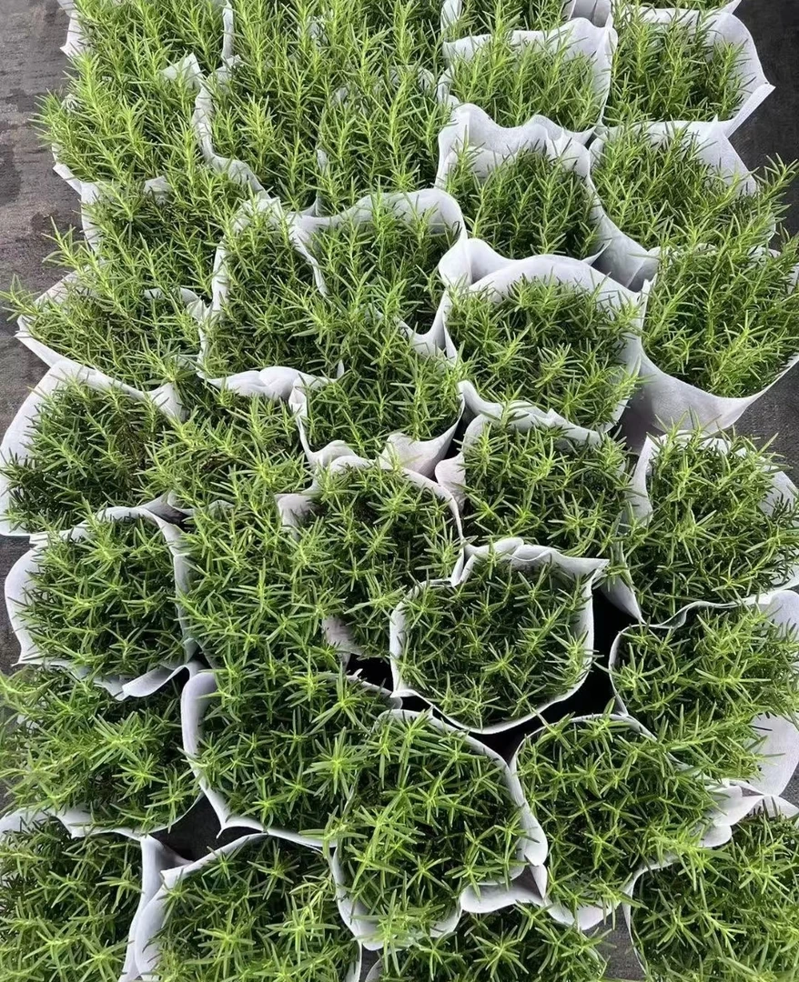 食用香草香料西餐牛排马鞭草酮迷失香