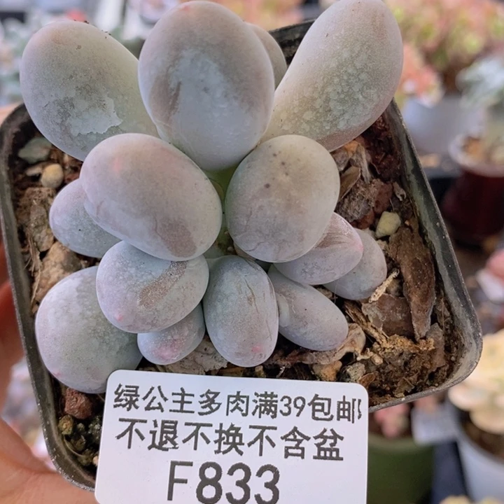 米可6cm833多肉植物