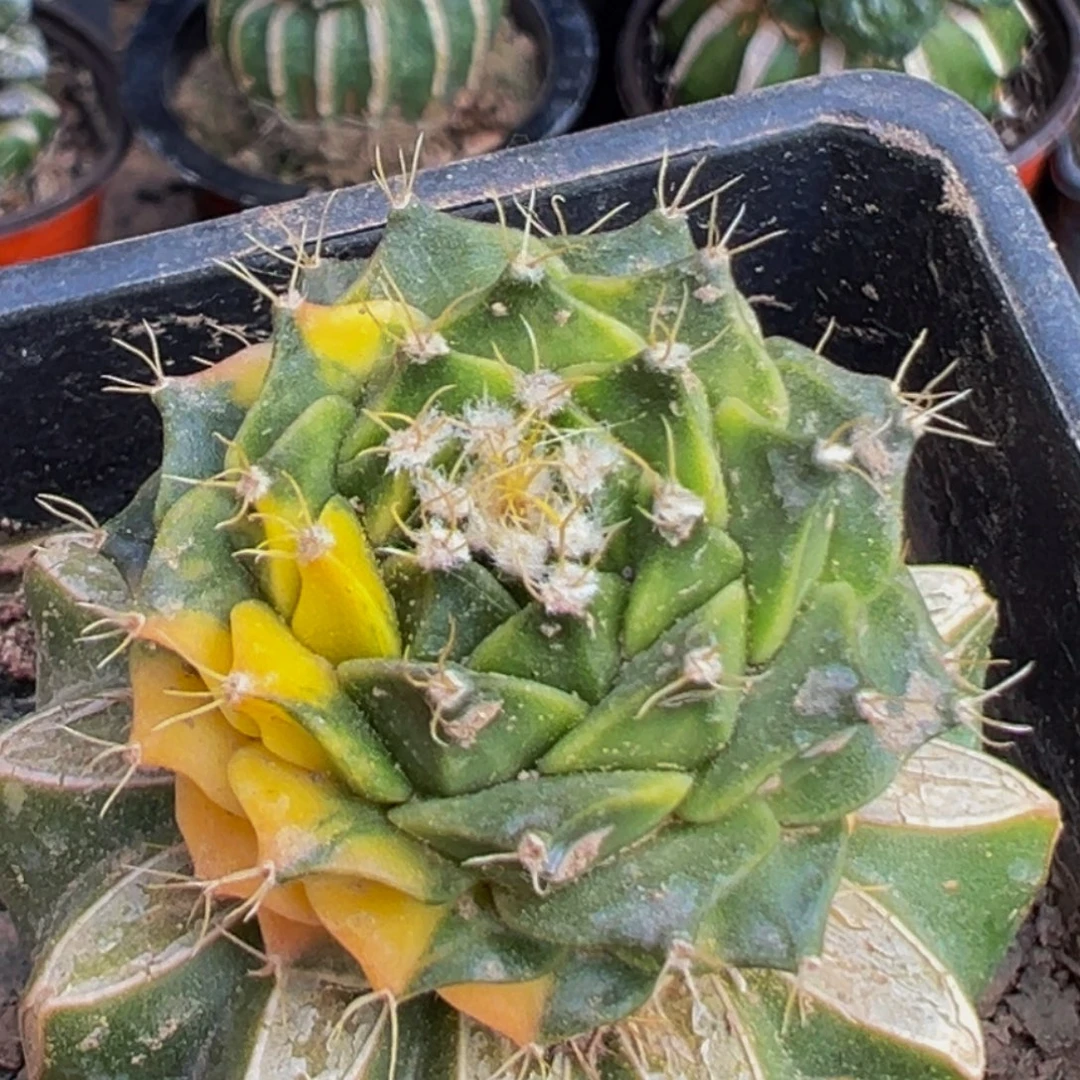 无花朵福利散班蒂冠锦191