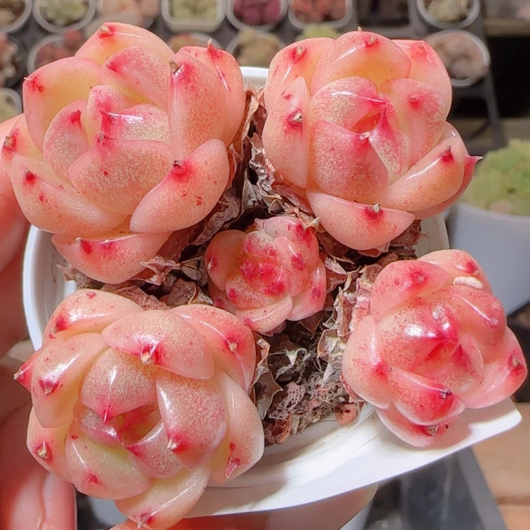 花语多肉1217-105散