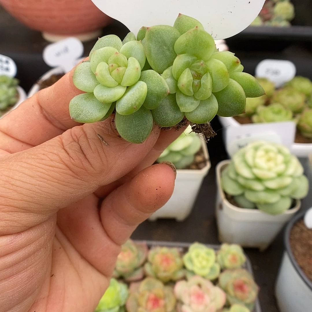 一物一拍一物一拍926-415