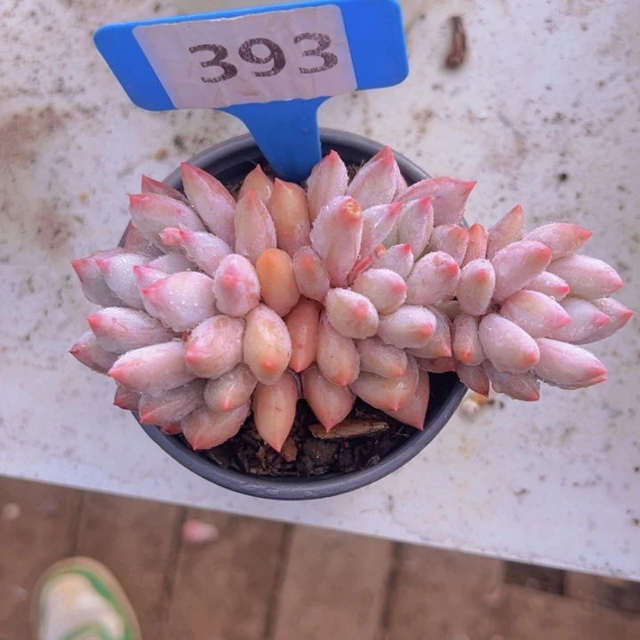 健健康康平平安安