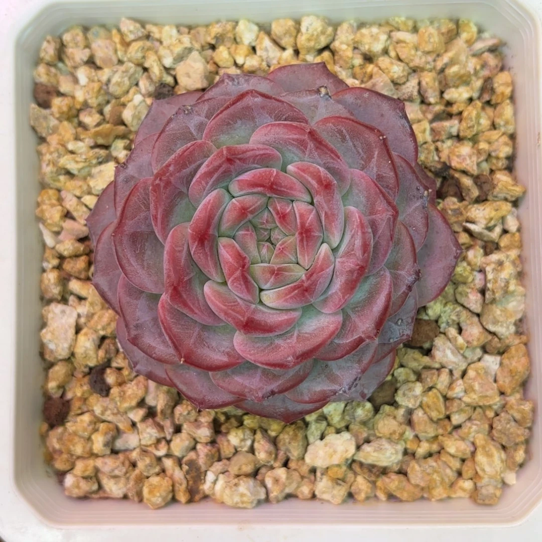 不知名小暗纹多肉植物