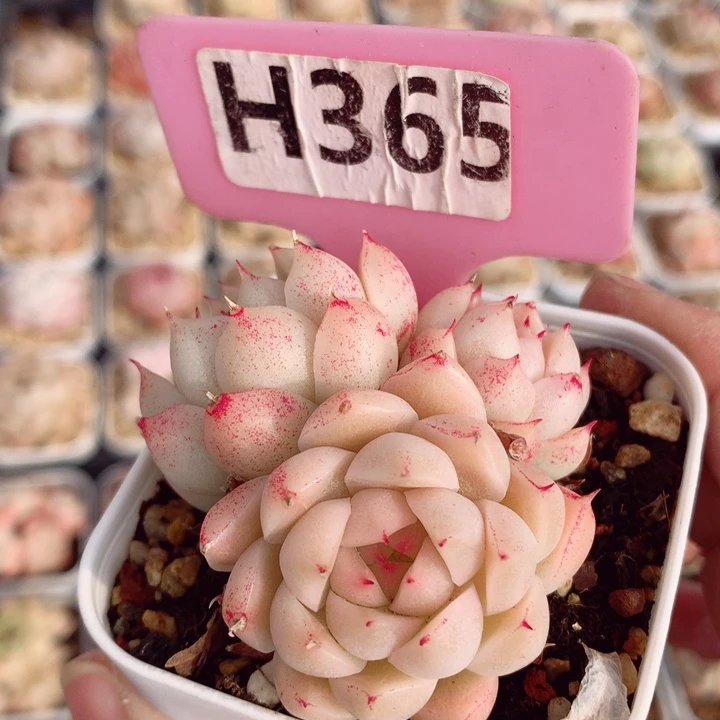 麦秆5.5cm多肉植物