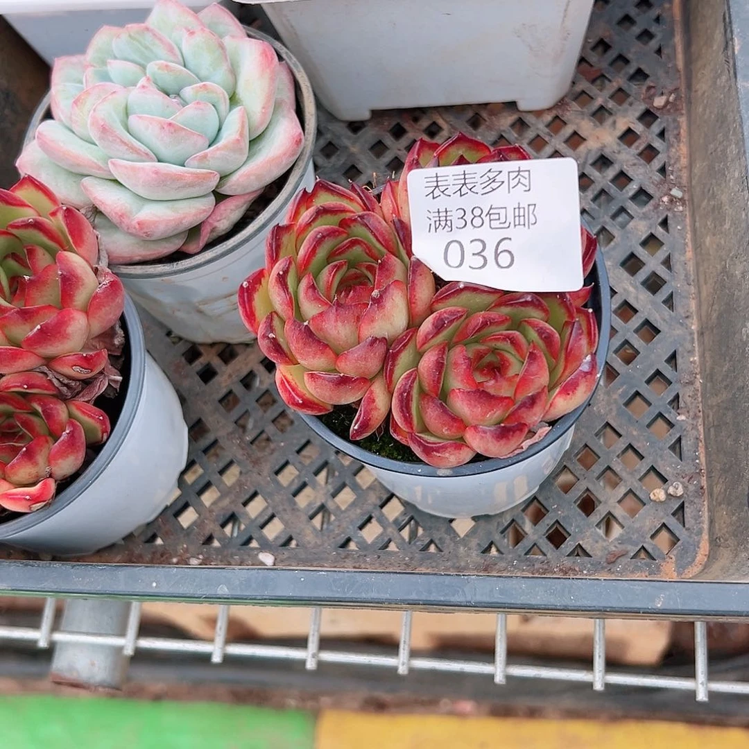 琦***婆多肉一物一拍植物036