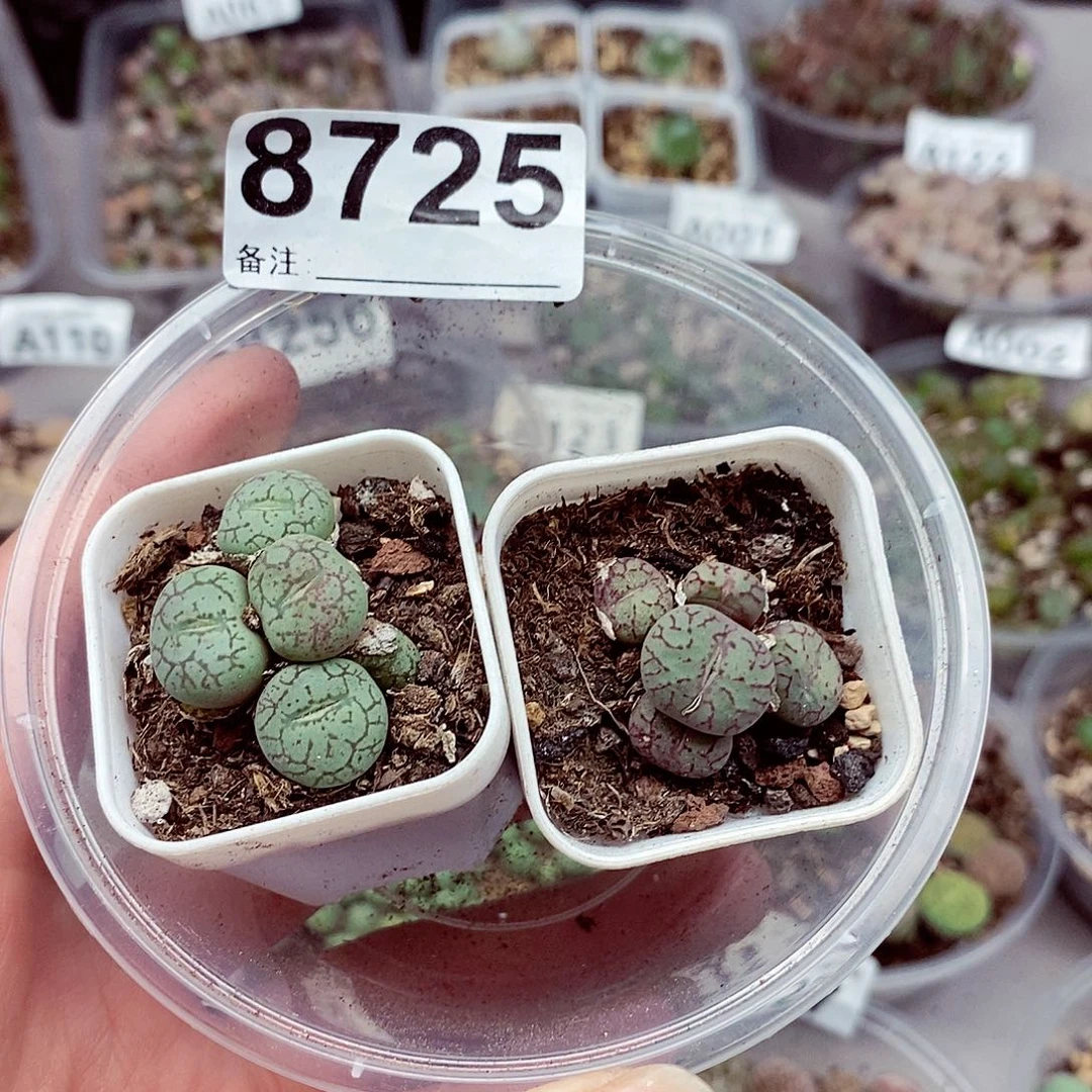 8725咯啦咯啦咯啦咯