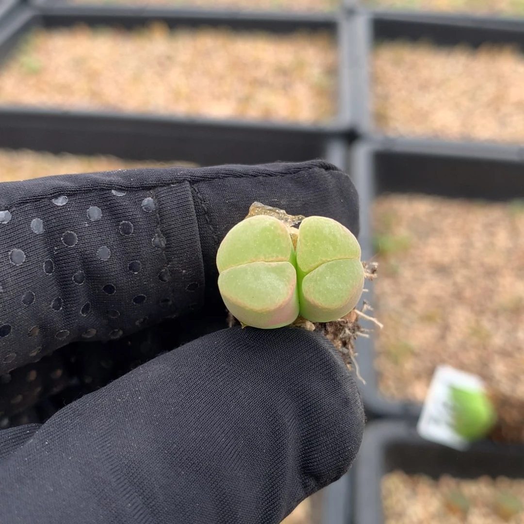 796风铃母本一颗