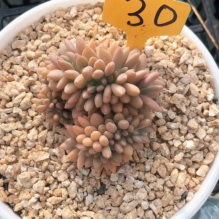 桃花憑30号码牌子