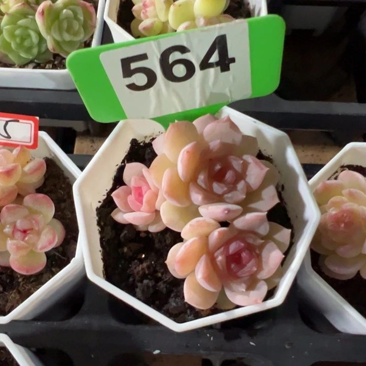 溜****动人群6cm多肉植物