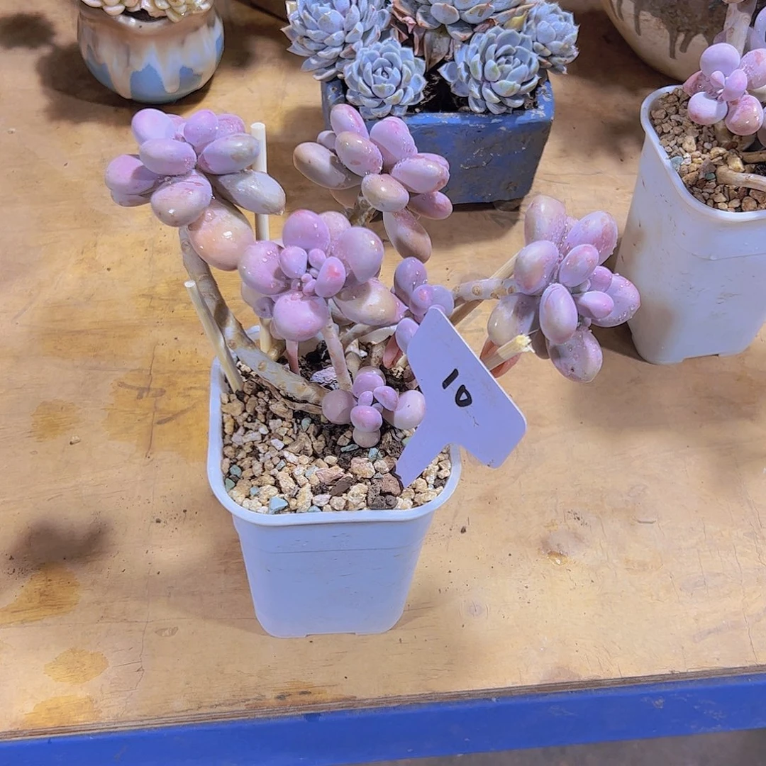 ?***?10桃蛋。。。。。。