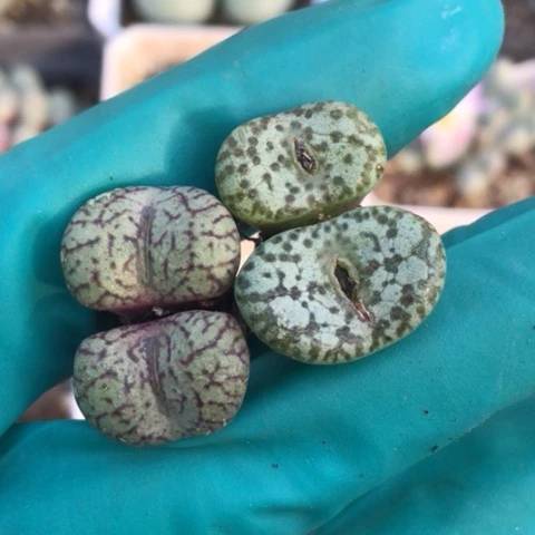 多肉肉锥 双头安贞