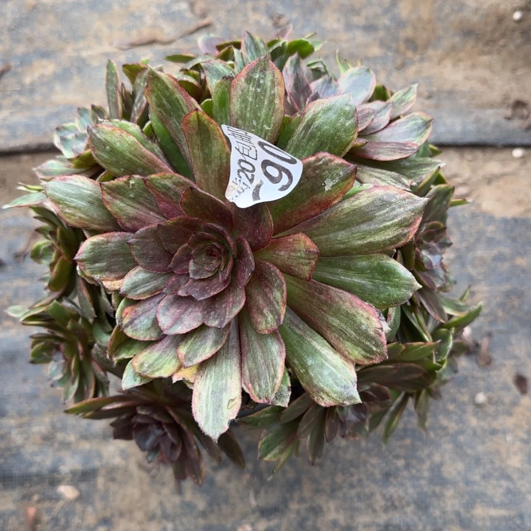 红丝绒790满20包邮断枝不包瑕疵