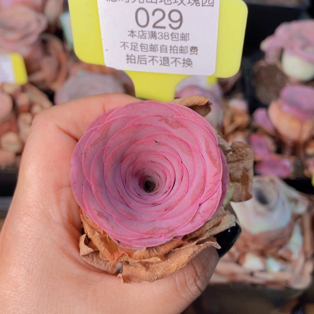 山地玫瑰029满38包邮偏远地区除外裸根发货