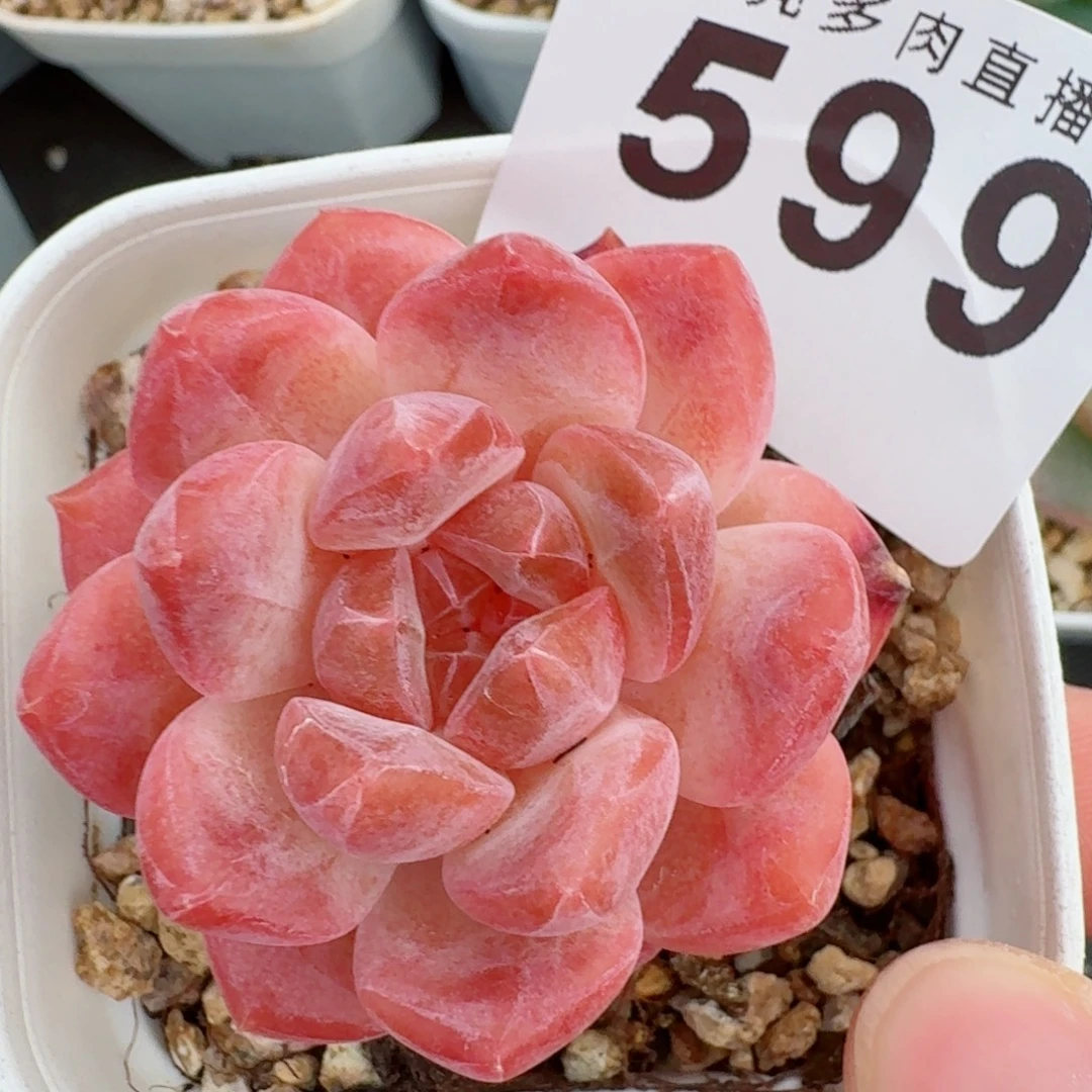 粉魄            精美多肉植物