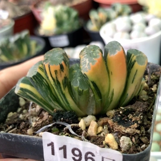 1196，6厘米优选北斋锦