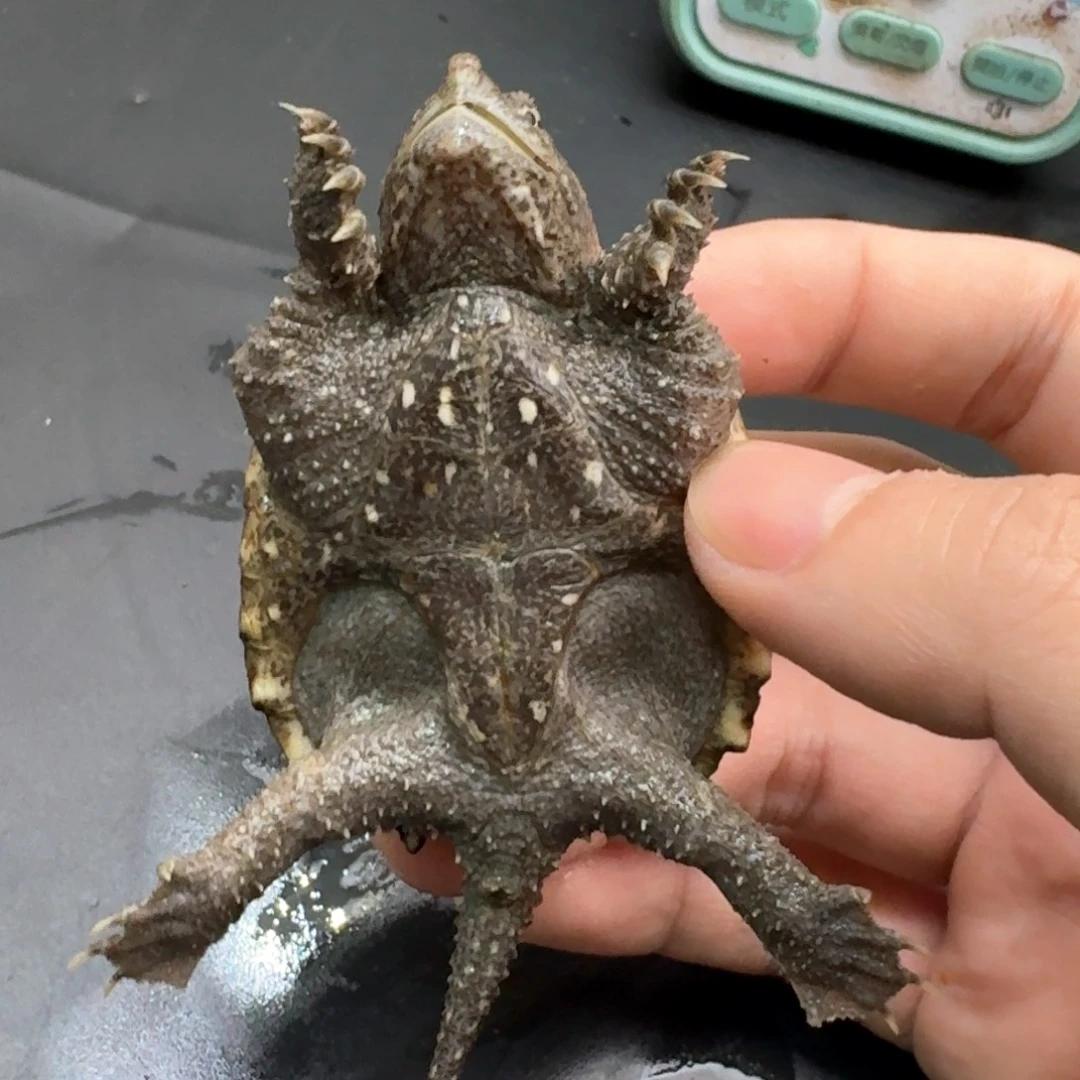 宠物龟不分公母111