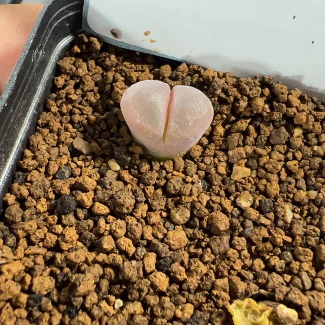 31-30风铃多肉植物