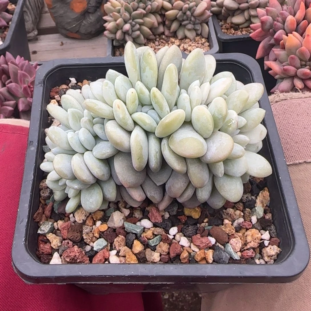 粉兔缀化五十包邮