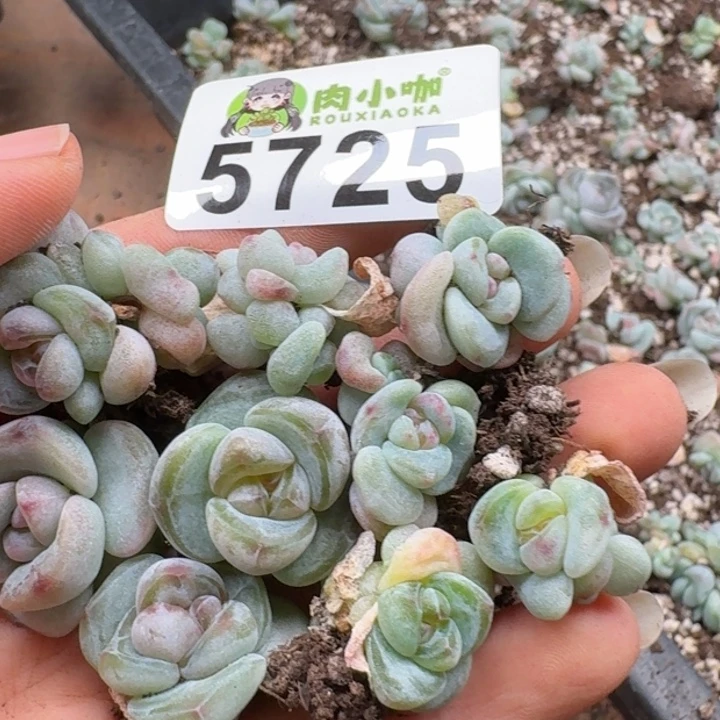多肉植物多肉植物
