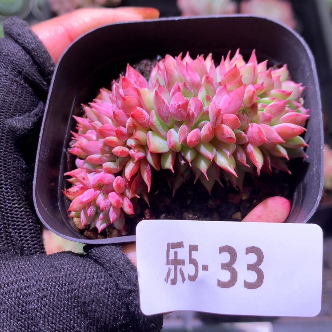 乐然 5-33 拉姆雷特缀化