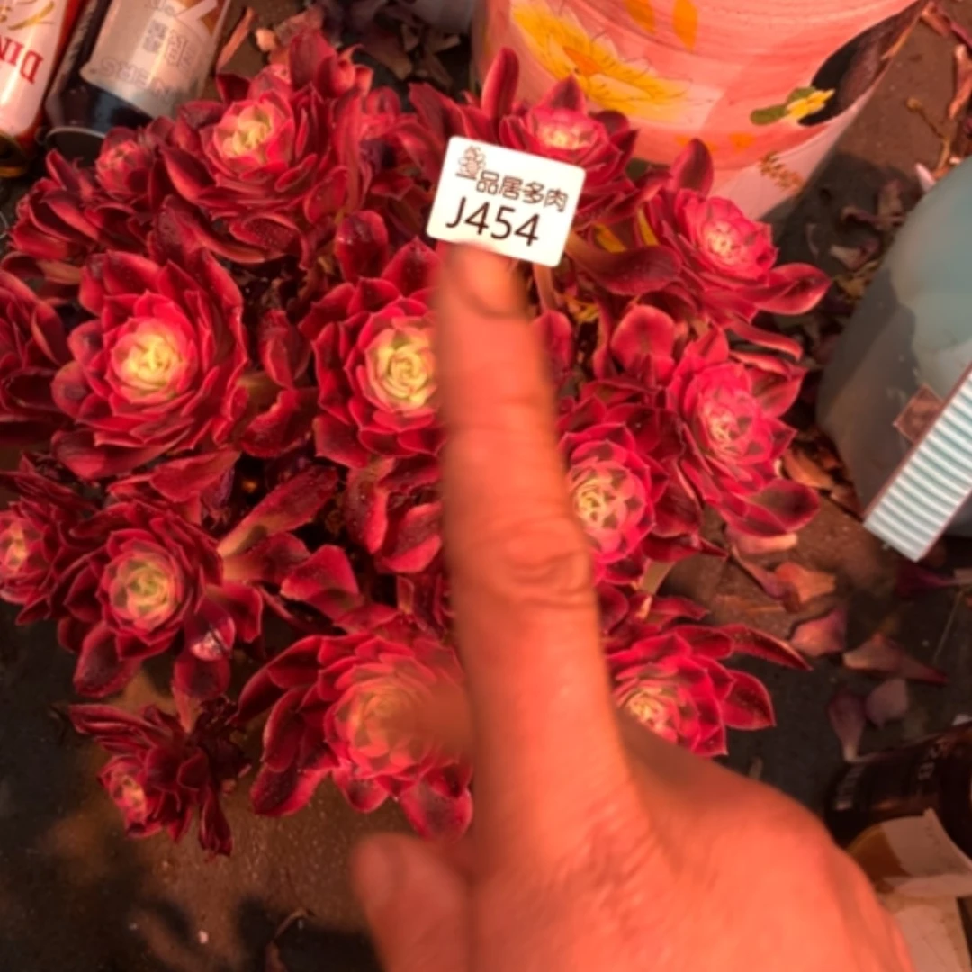 【闪购商品】高**子红女巫送迈巴赫454